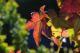 k-DSC_8644.jpg
