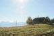 k-DSC_8287.jpg